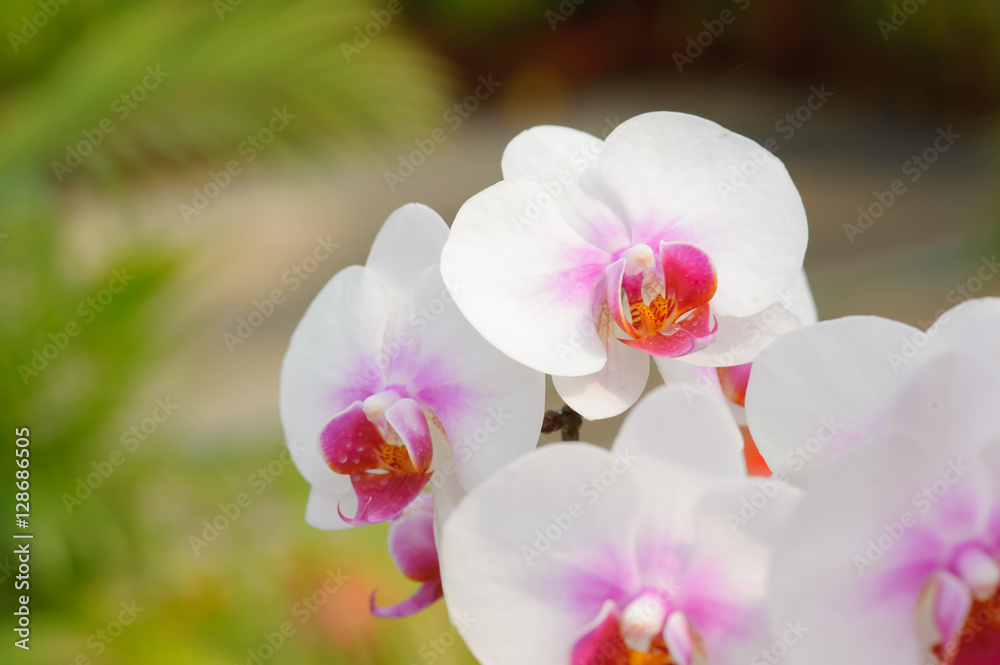 Obraz premium Piękny kwiat orchidei w ogrodzie orchidei, ChiangmaiThailand