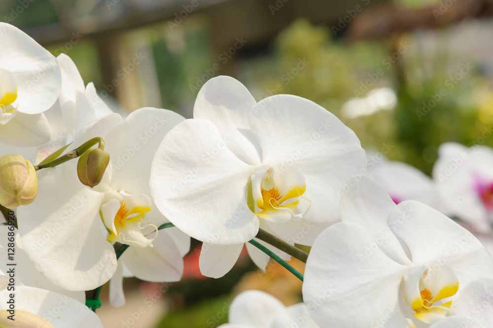 Beautiful Orchid Flower in the orchid garden Beautiful Orchid Flower in the orchid garden