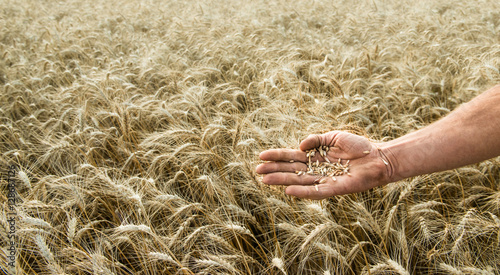 Hand of the grain-grower against a wheaten field