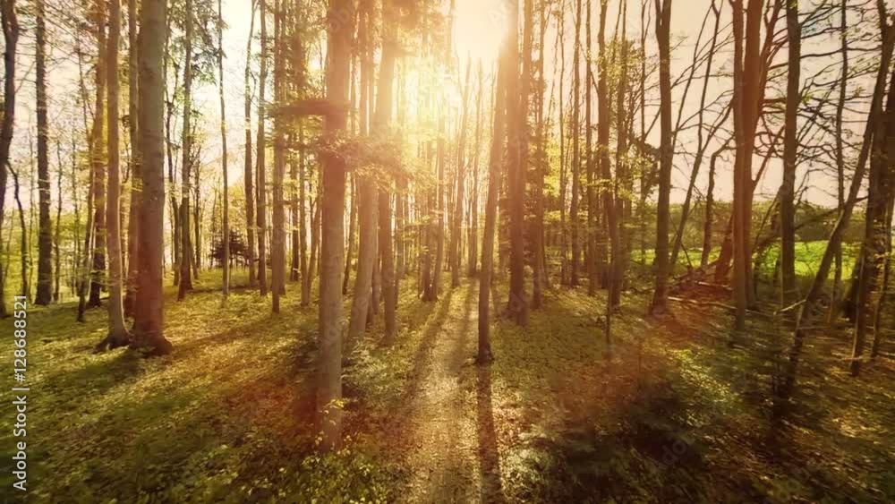 forest trees nature background. aerial view. forest trees nature background. aerial view.