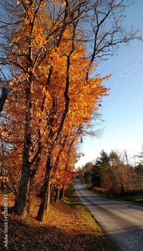 Orange maple trees along a quiet empty country road on a beautiful Autumn day