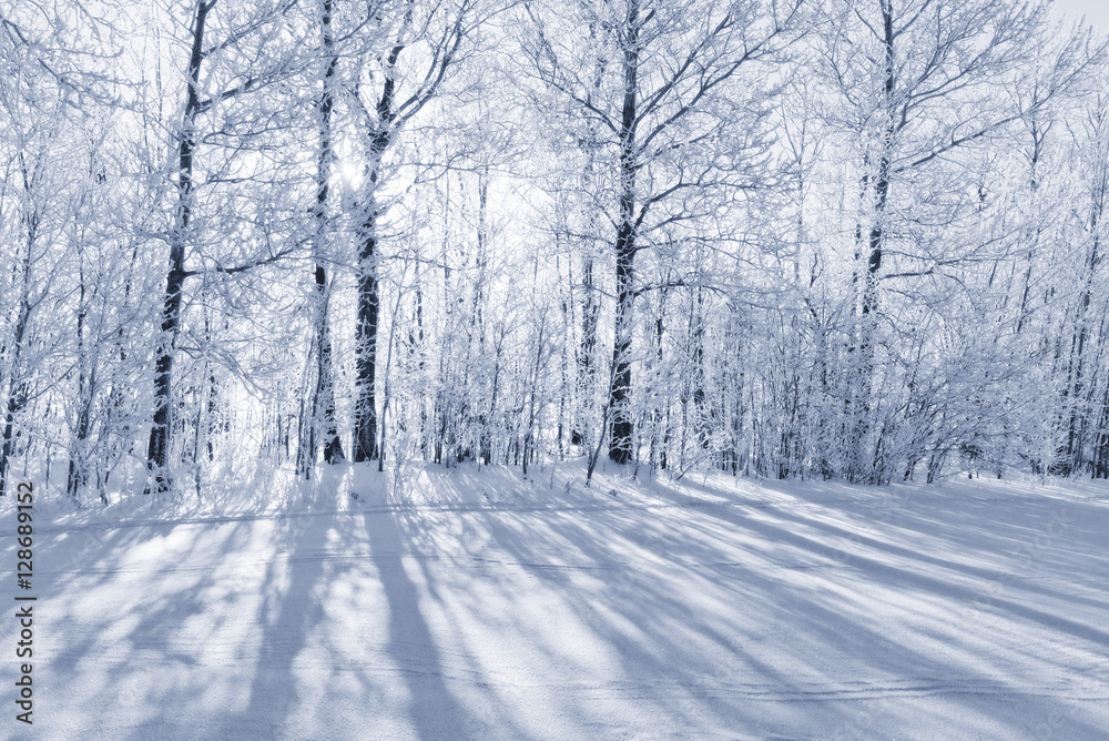 Fototapeta premium Monochrome winter forest landscape in frost.