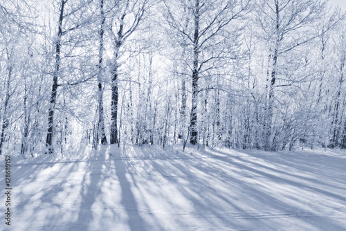 Monochrome winter forest landscape in frost. © Belozorova Elena