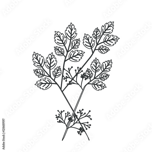 Leaves icon. Decoration floral nature and plant theme. Isolated design. Vector illustration