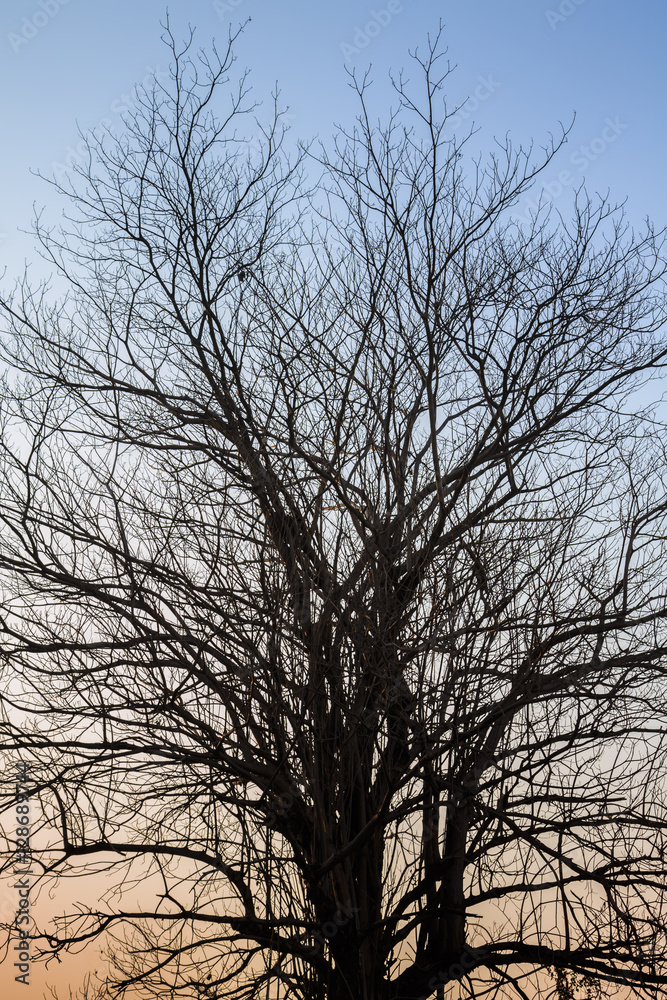 silhouette branches of tree with sunshine