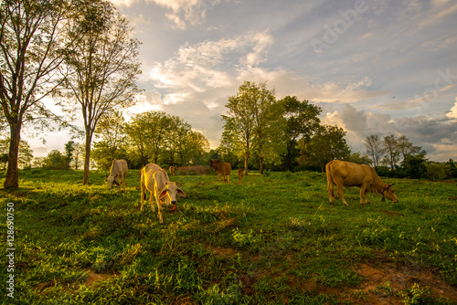 Cows grazing on a green field.