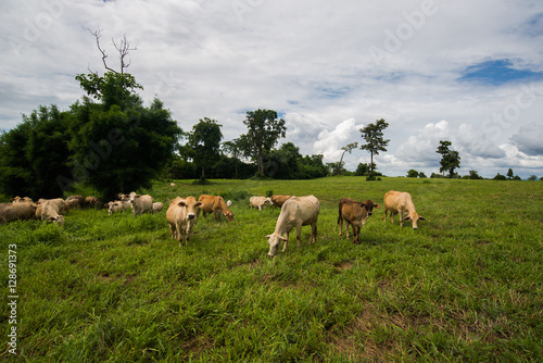 Cows grazing on a green field.