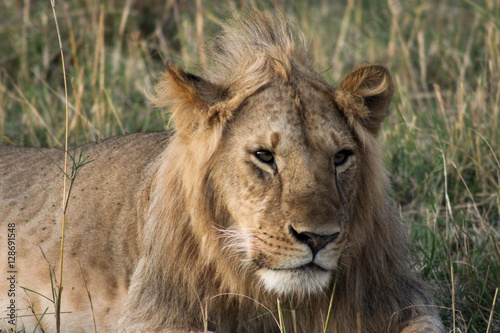 Young lion lying in grass, looking off to the right