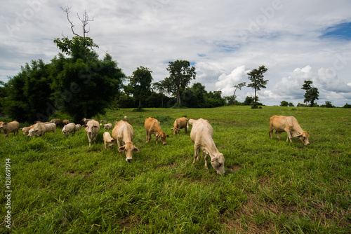 Cows grazing on a green field. © kss studio
