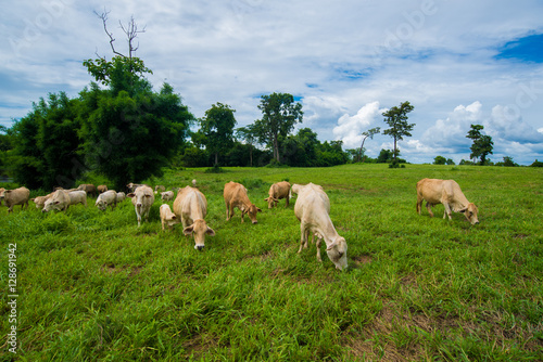 Cows grazing on a green field. © kss studio