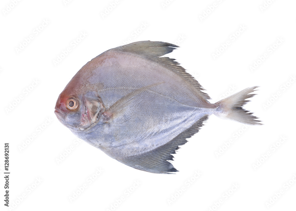 raw black pomfret fish on white background raw black pomfret fish on white background