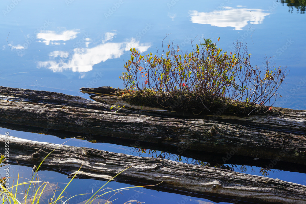 Fototapeta premium Driftwood in Lac en Coeur, Mandeville, Quebec