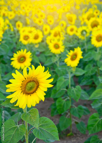 Sun flowers field with sun light effect natural background concept.