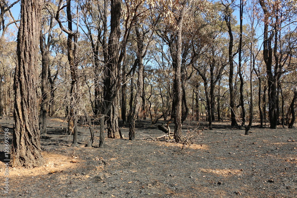 Fototapeta premium bushland after a planned burn to minimise impact should a bushfire occur
