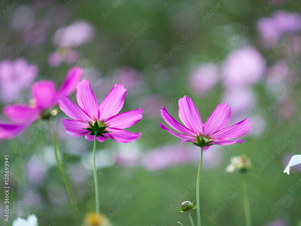 Pink cosmos Pink cosmos