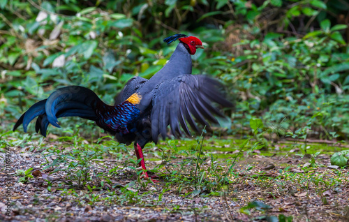 Close up of  male Siamese fireback ( Lophura diardi)  photo