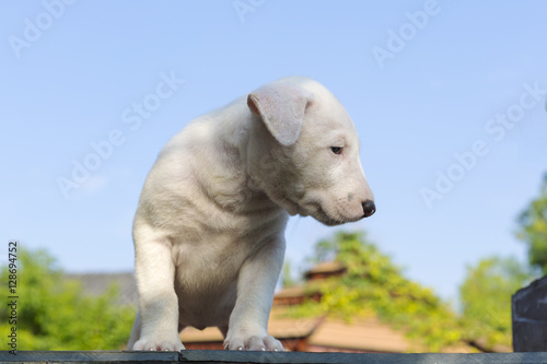 white bull terrier puppy portrait.