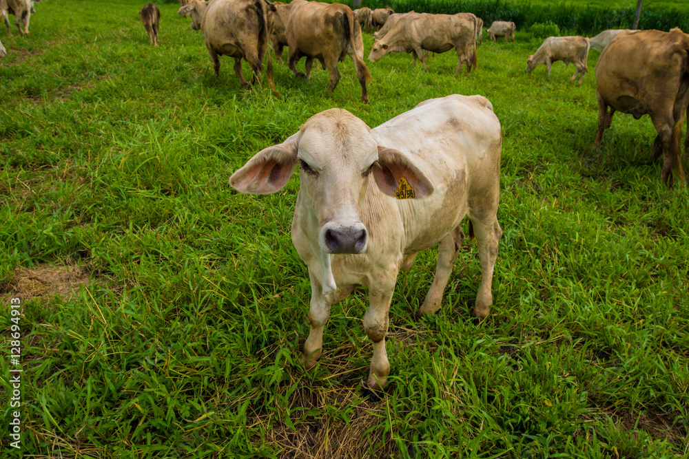 Fototapeta premium Cows grazing on a green field.