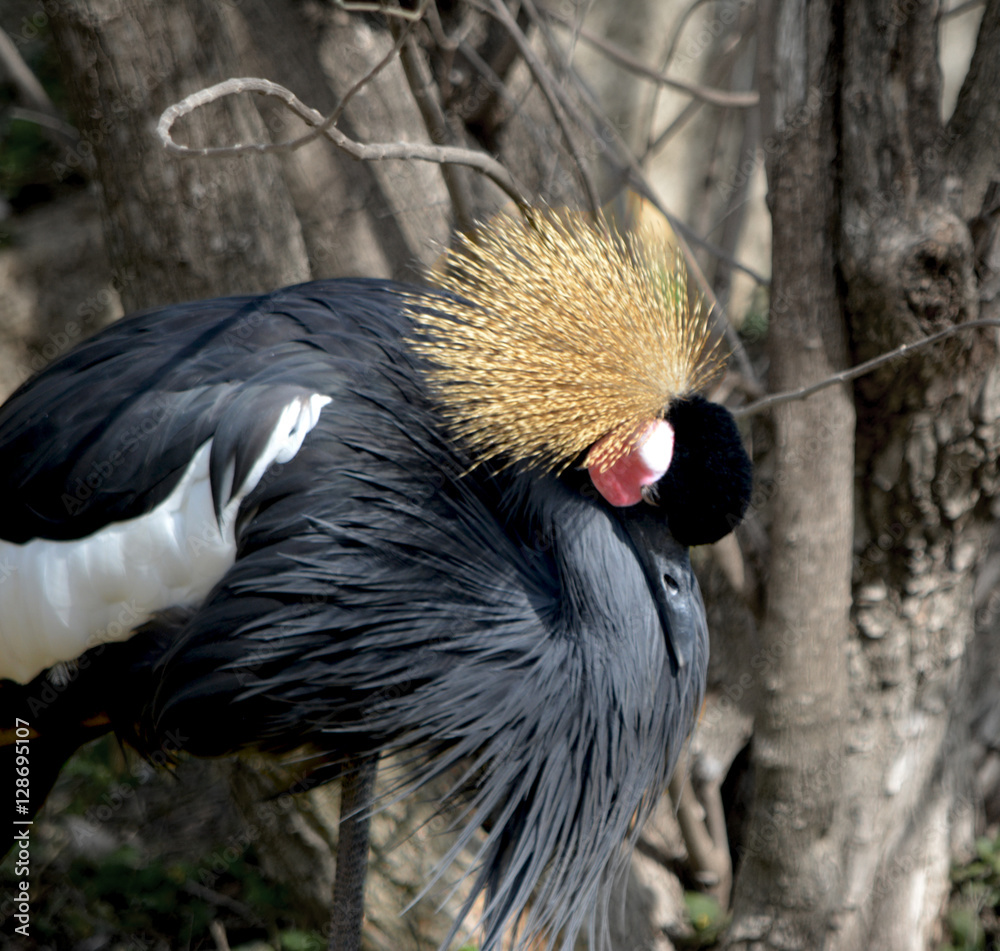Fototapeta premium Grey Crowned Crane Closeup/Close up of crowned crane's head dress.