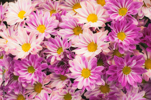 Close up flowers background colorful  purple Gerbera flowering in garden Summer or Spring day concept