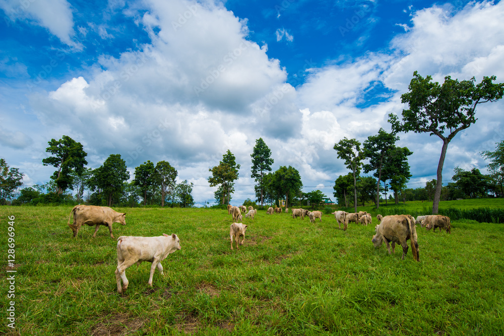 Fototapeta premium Cows grazing on a green field.