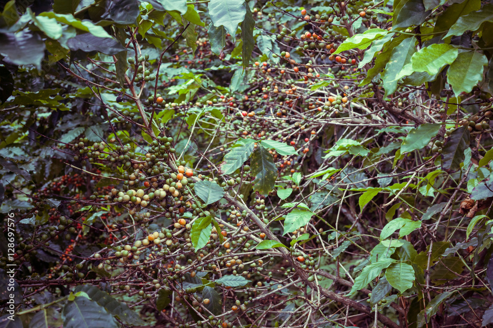 Coffee tree with coffee bean on. Coffee tree with coffee bean on.