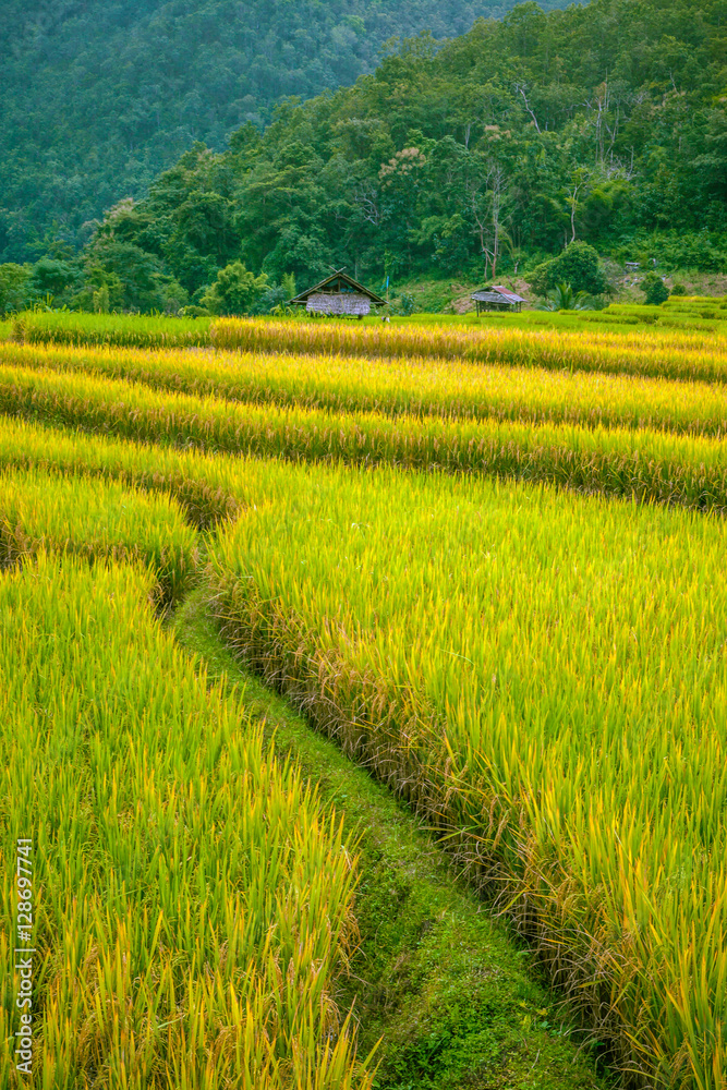 Rice field landscape with small hut in the middle.