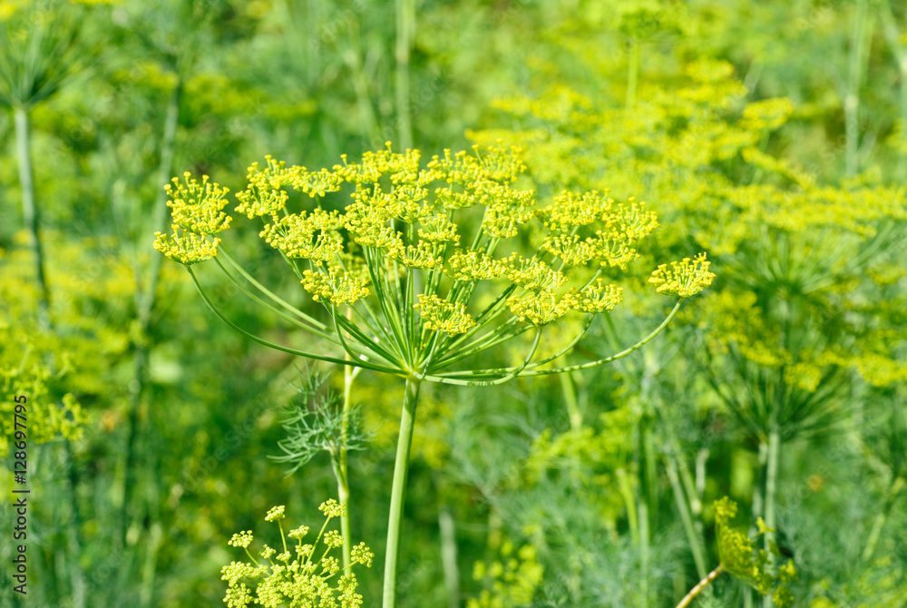 fennel (dill) blossom macro nature background fennel (dill) blossom macro nature background