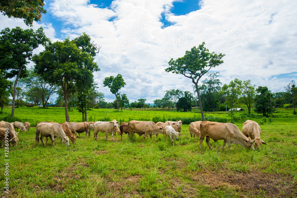 Obraz premium Cows grazing on a green field.