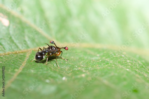 Stalk-eyed fly photo