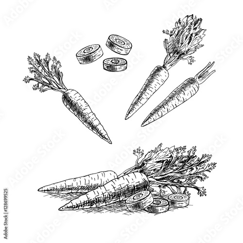Hand drawn set of carrot. Vector sketch