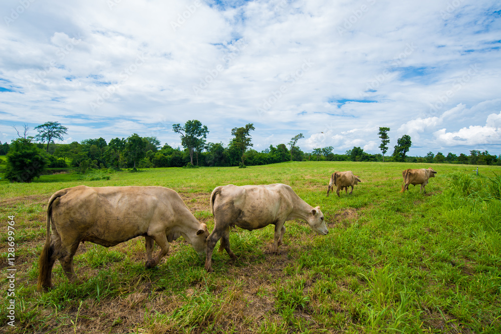 Cows grazing on a green field.