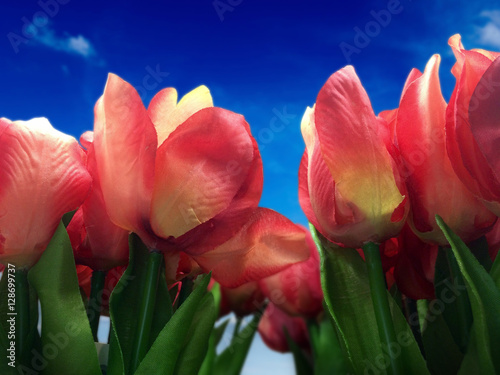 Red tulip flowers with blue sky #128699737