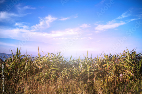 grass on the mountain