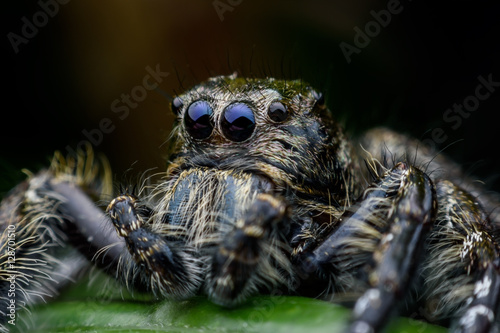 Super macro male Hyllus diardi or Jumping spider