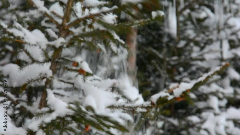 Forest mountain valley. Snow lies on a fur-trees. Forest mountain valley. Snow lies on a fur-trees.