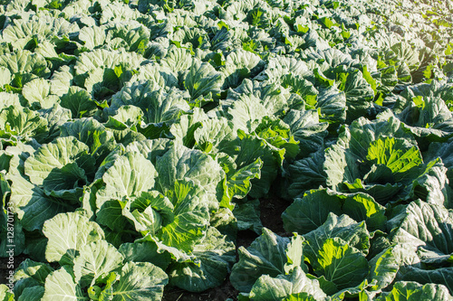 lettuce on a planted
