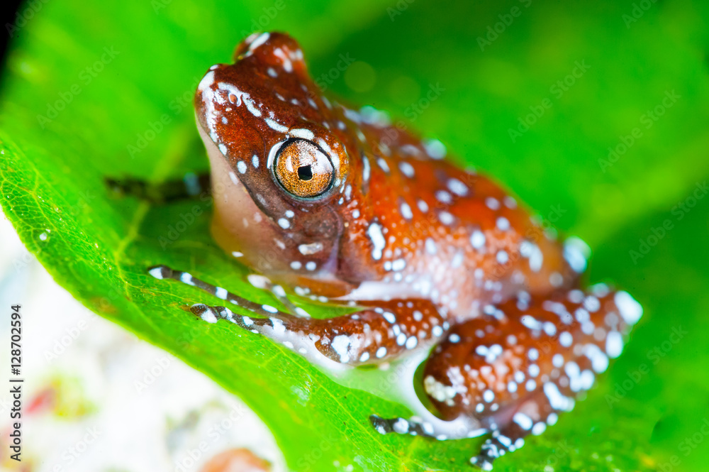 Obraz premium Cinnamon Frog (Nyctixalus pictus) on a leaf