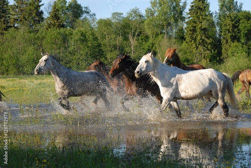 Flock of horses in splashes photo