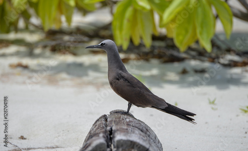 Brown Noddy, bird, Polynesia, Tetiaroa island  photo