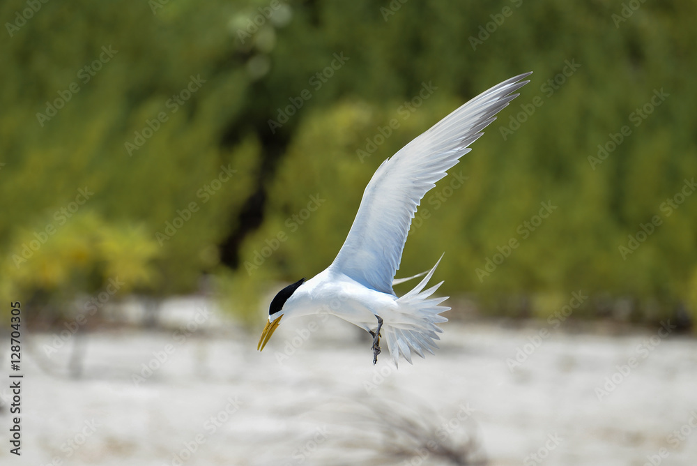 Fototapeta premium Great crested tern, sea bird, Polynesia, flight