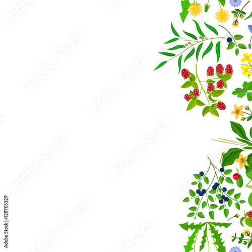 Herb border isolated on white background. Vector illustration