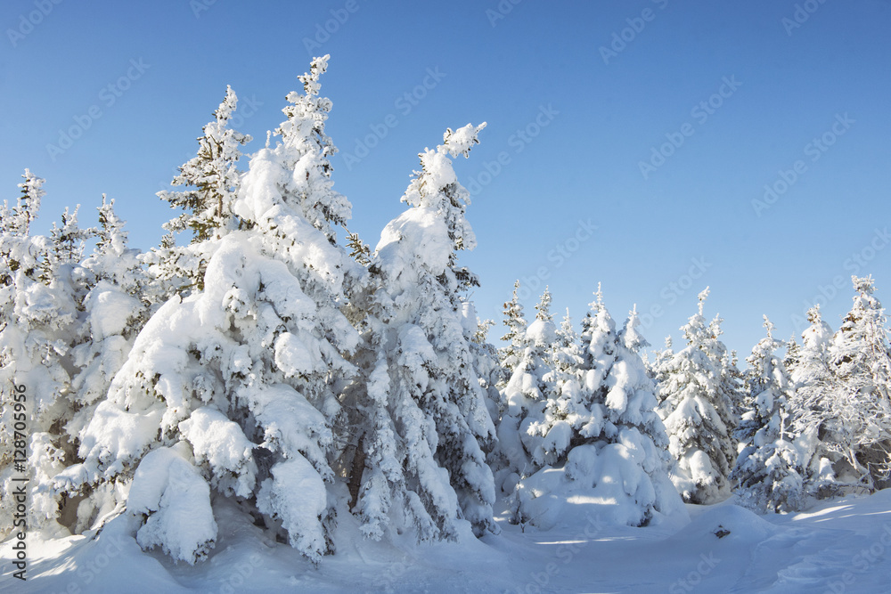 Winter forest. Snow covered spruces. Ural landscape Winter forest. Snow covered spruces. Ural landscape