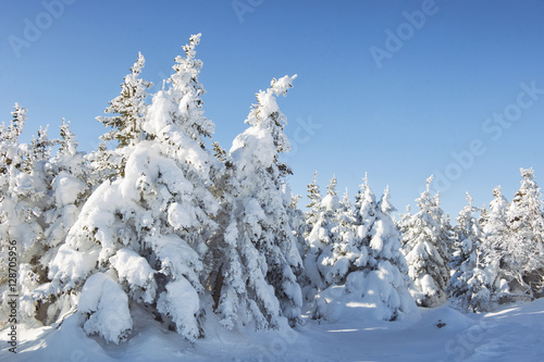 Winter forest. Snow covered spruces. Ural landscape