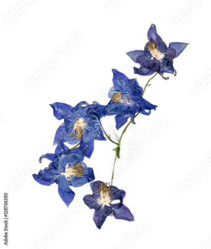 pressed multicolor Aquilegia with extruded dried lily petals