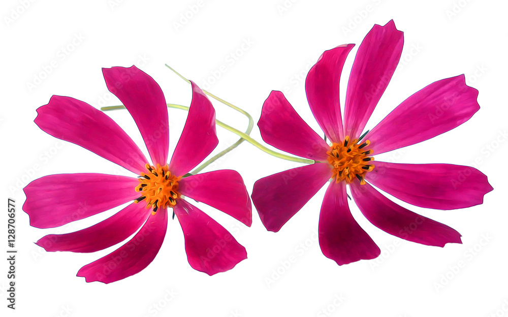 Obraz premium kosmeya fresh pink flower, photo manipulation