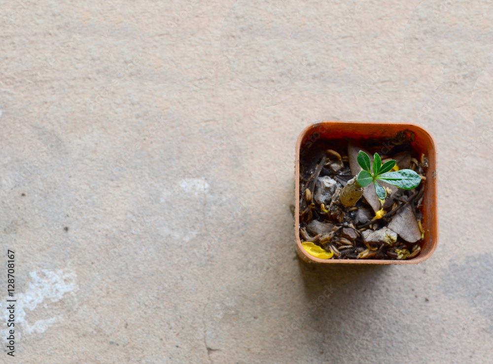 small tree in pot with space small tree in pot with space