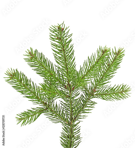 Green fir branch for christmas  isolated on white background