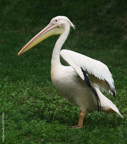 Пеликан кудрявый / Пеликан кудрявый в Пражском зоопарке