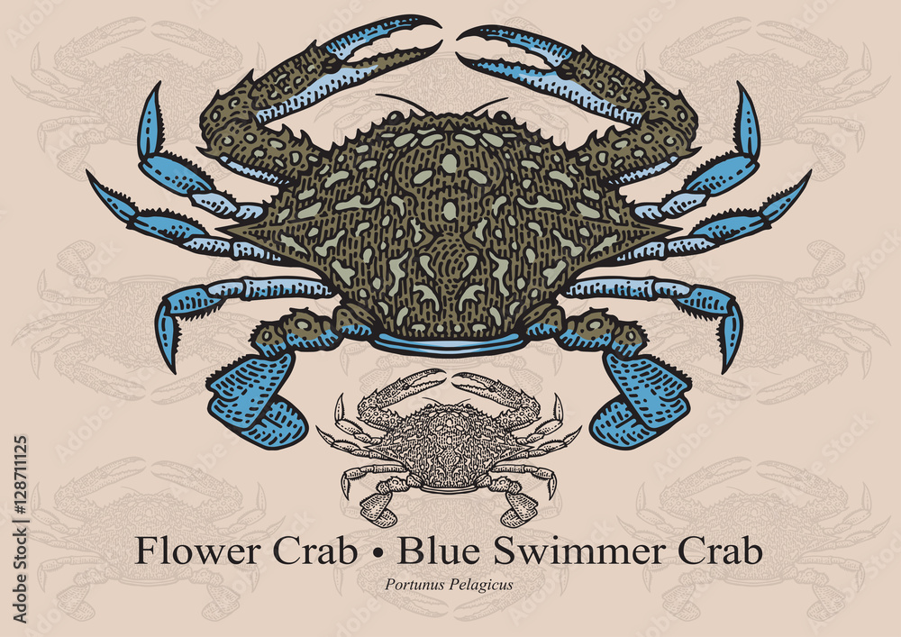 Naklejka premium Flower Crab, Blue Swimmer Crab. Vector illustration for artwork in small sizes. Suitable for graphic and packaging design, educational examples, web, etc.